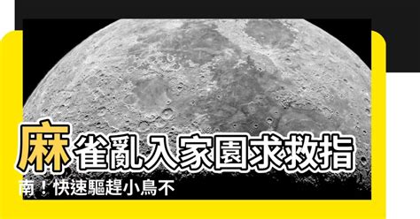 麻雀飛進家裡號碼|一隻麻雀飛進家裡預示,麻雀飛進家裡代表什麼意思？